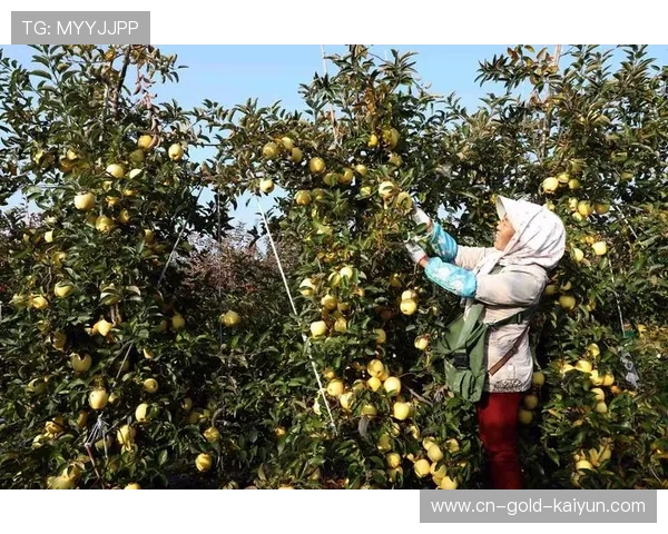 ✅体育直播🏆世界杯直播🏀NBA直播⚽- 水稻秋收忙、果园飘香、海鲜满舱 金秋“丰”景美如画展现万千气象- sports